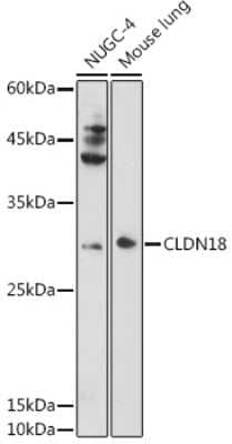 Western Blot: Claudin-18 AntibodyAzide and BSA Free [NBP2-92541]